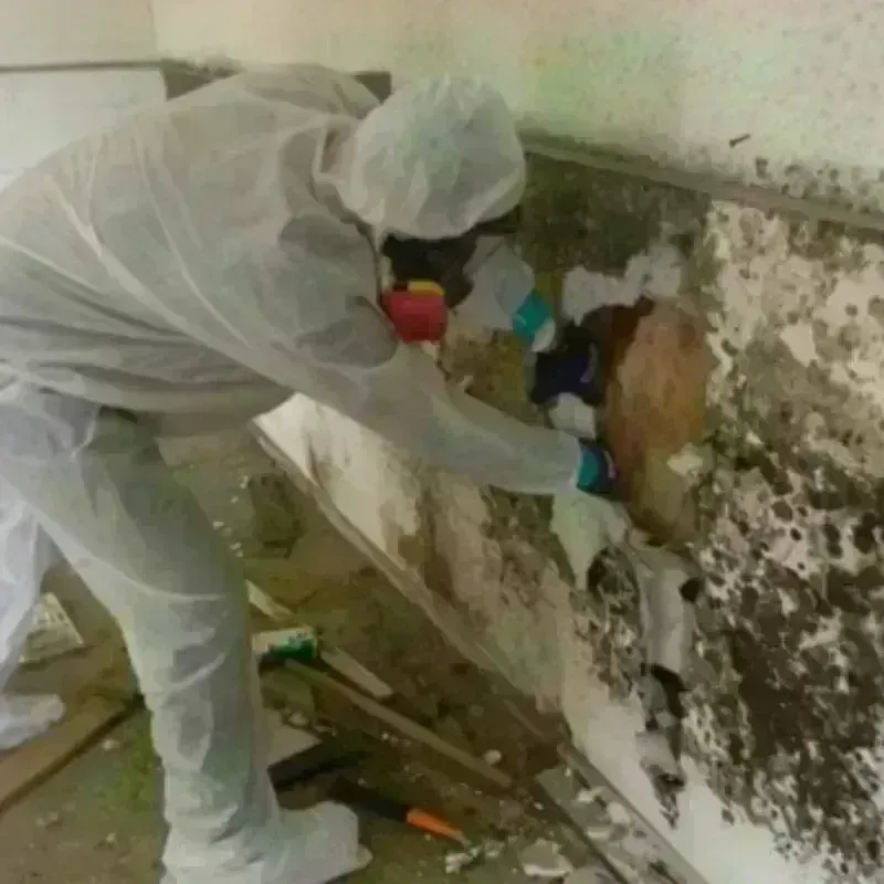 Mold Remediation and Removal in Randolph, VT